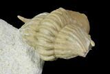 Very Rare Cyrtometopella Aries Trilobite - Russia #151905-3